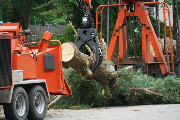 Trusted Syracuse, IN  Tree Services Experts